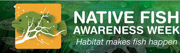 Get involved in Native Fish Awareness Week
